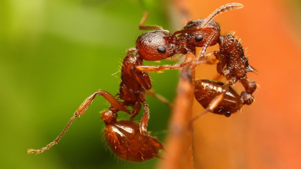Огненные муравьи (Solenopsis Invicta)