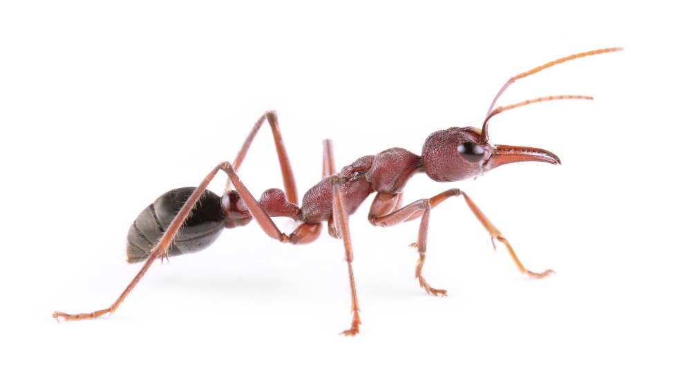 Myrmecia simillima