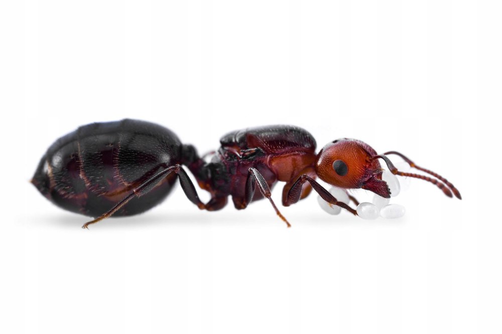 Crematogaster subdentata