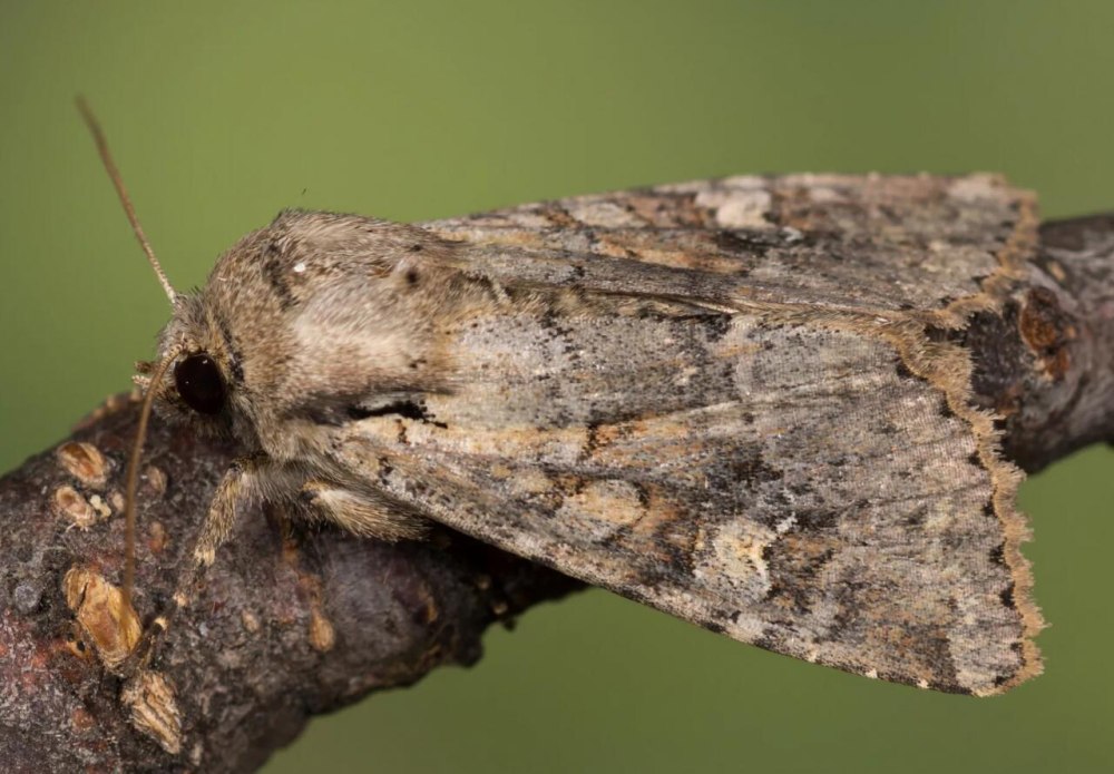 Apamea Sordens