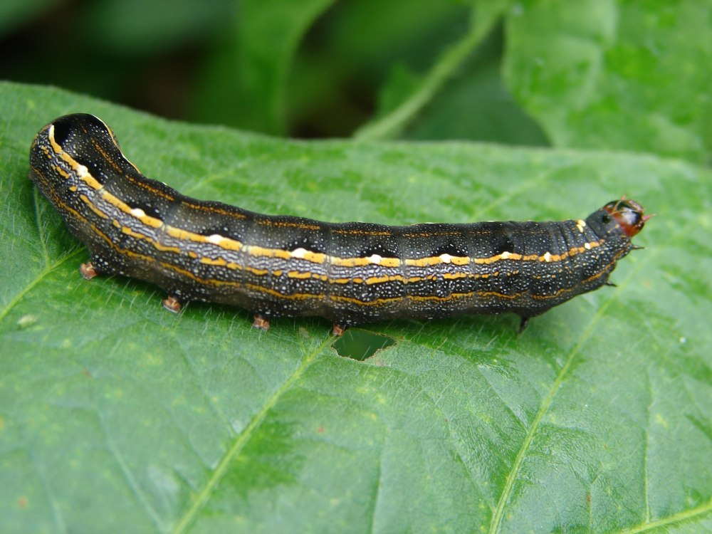 Гусеница Spodoptera