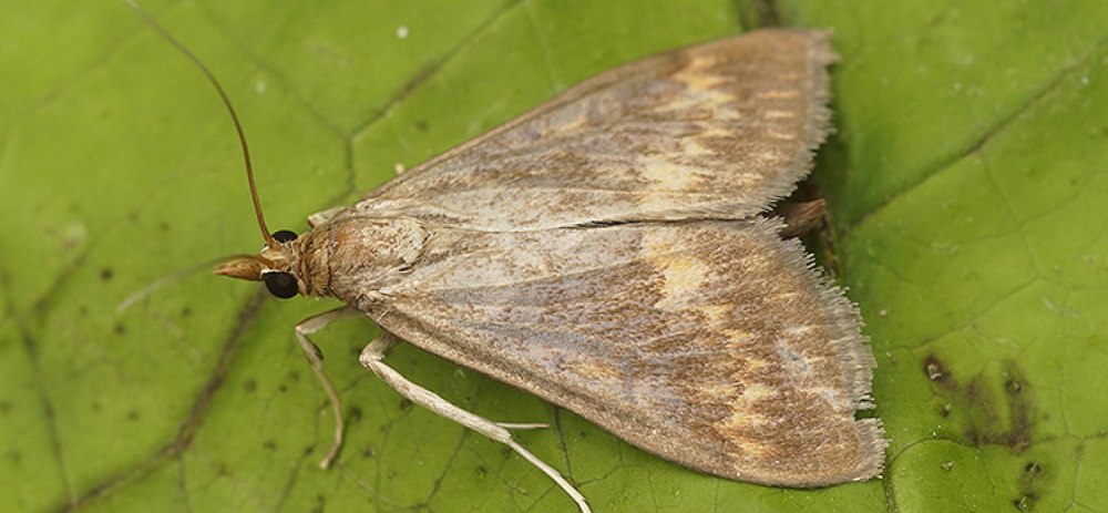 Стеблевой кукурузный мотылек — Ostrinia nubilalis