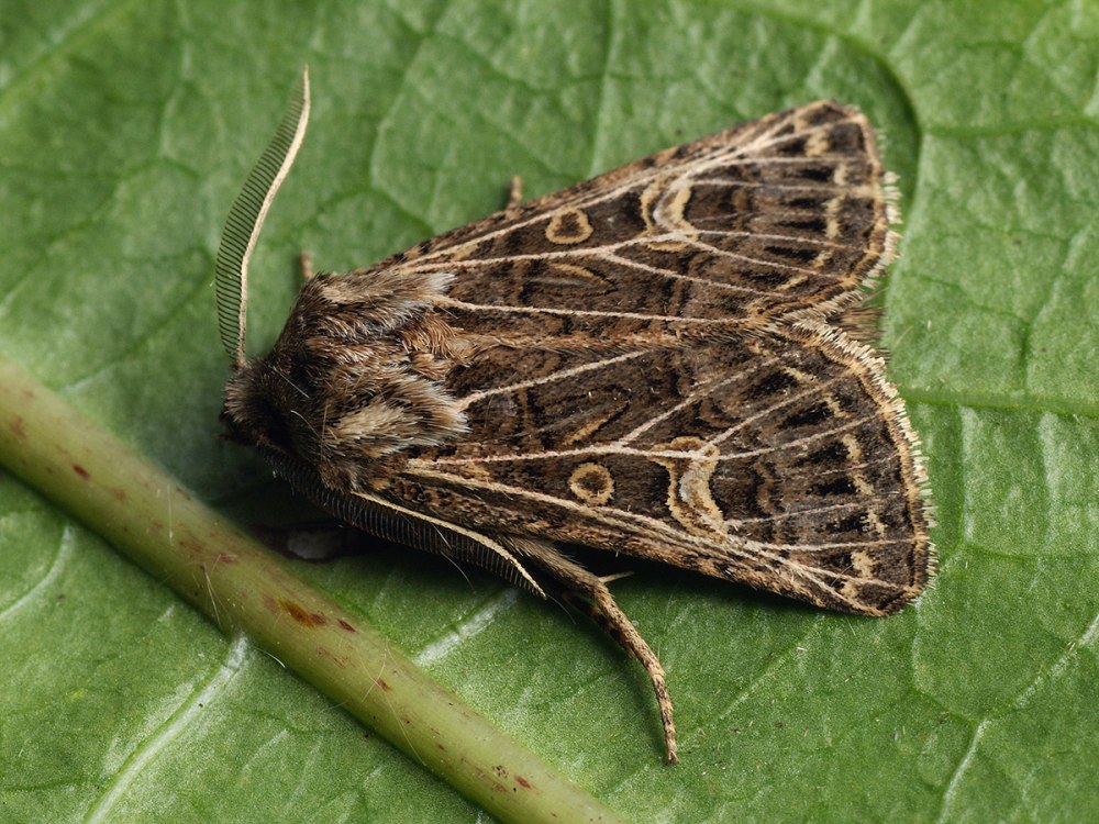Tholera decimalis