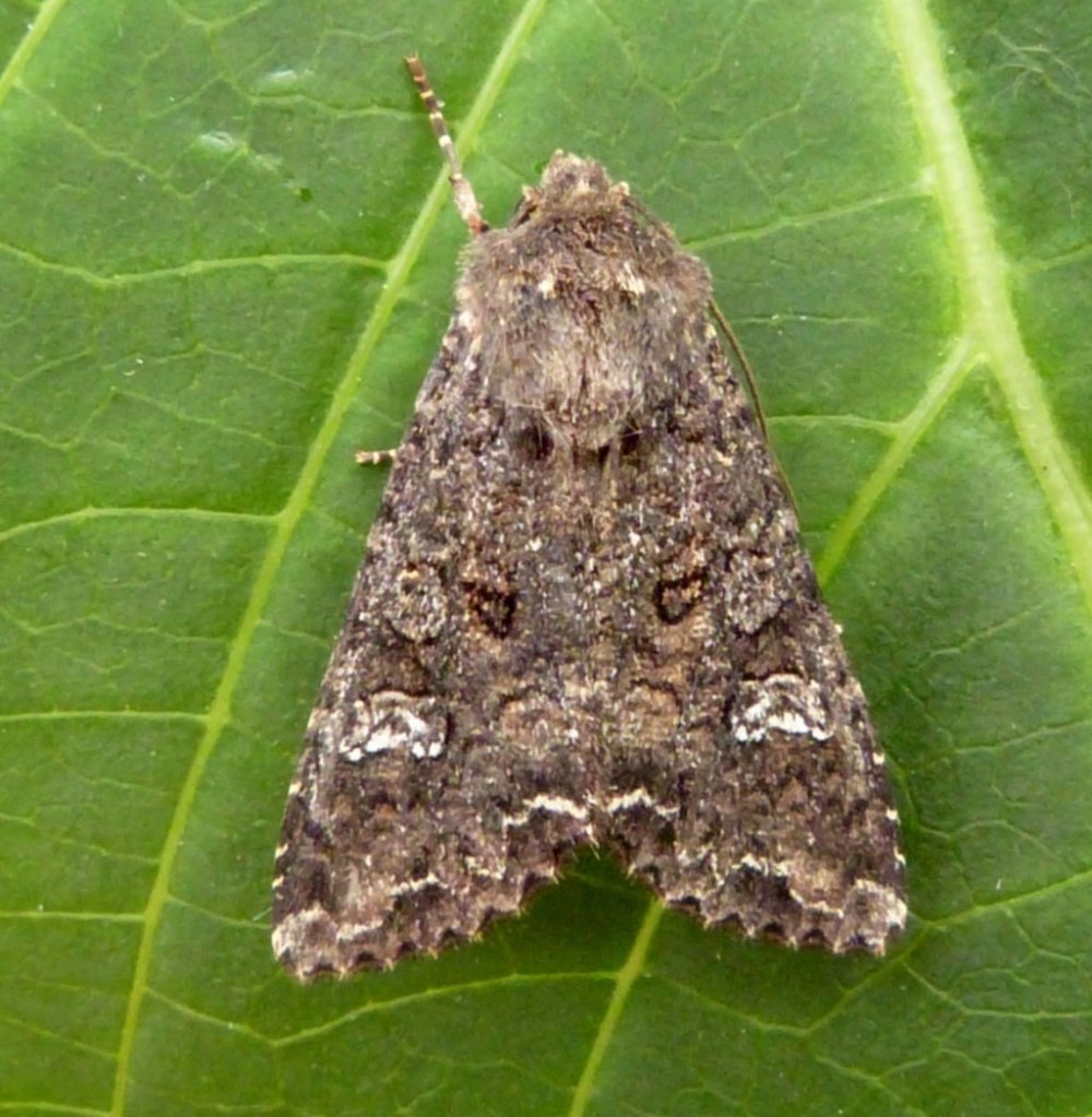 Капустная совка Mamestra brassicae
