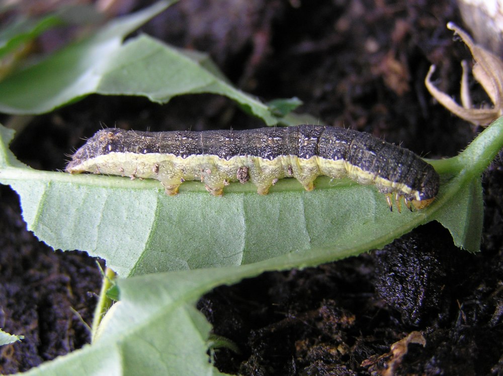 Mamestra brassicae гусеницы