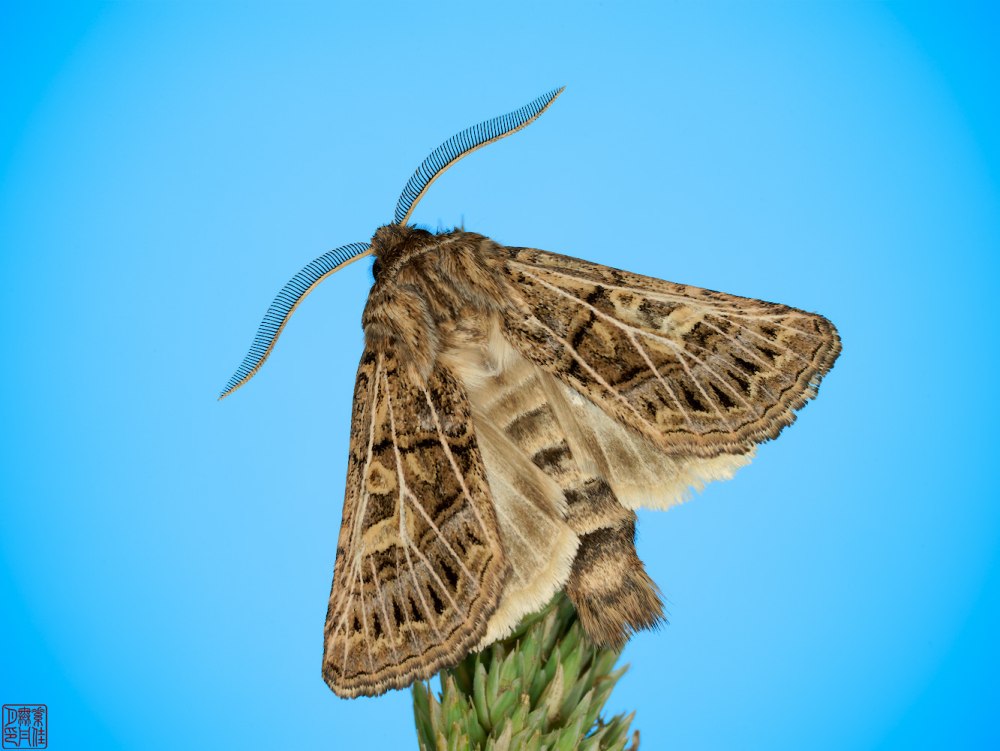 Tholera decimalis совка житиковая