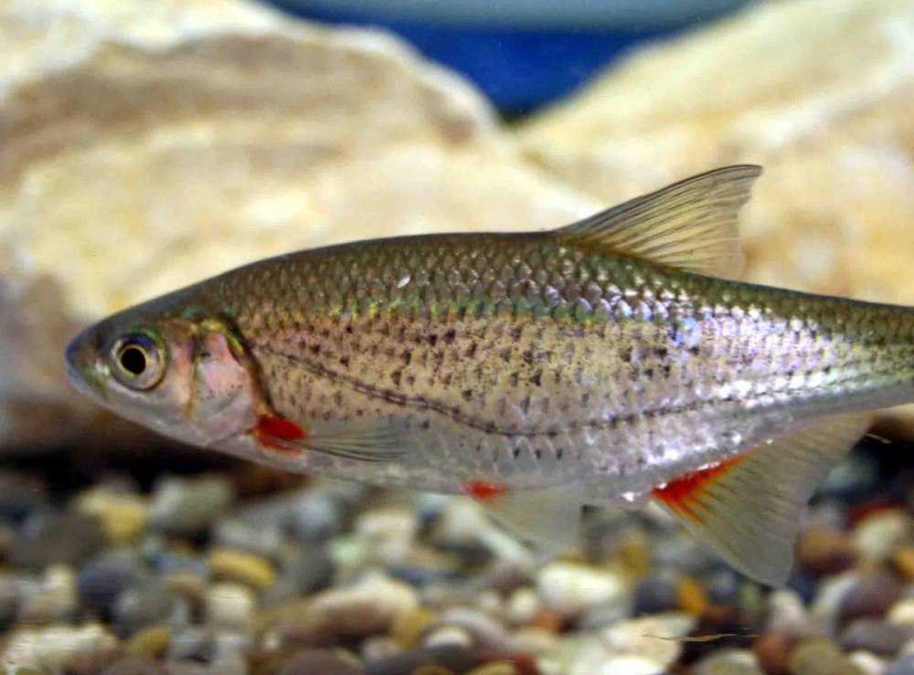 Быстрянка - Alburnoides bipunctatus
