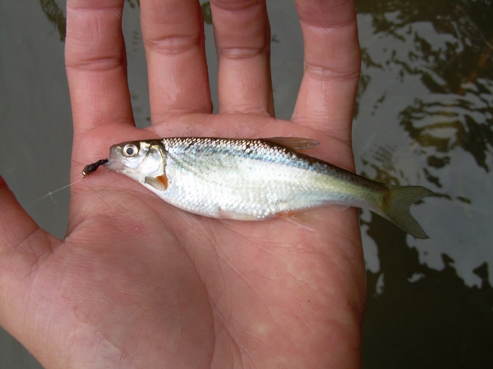 Быстрянка - Alburnoides bipunctatus