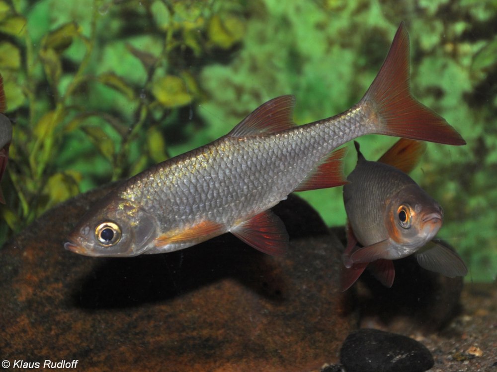 Scardinius erythrophthalmus