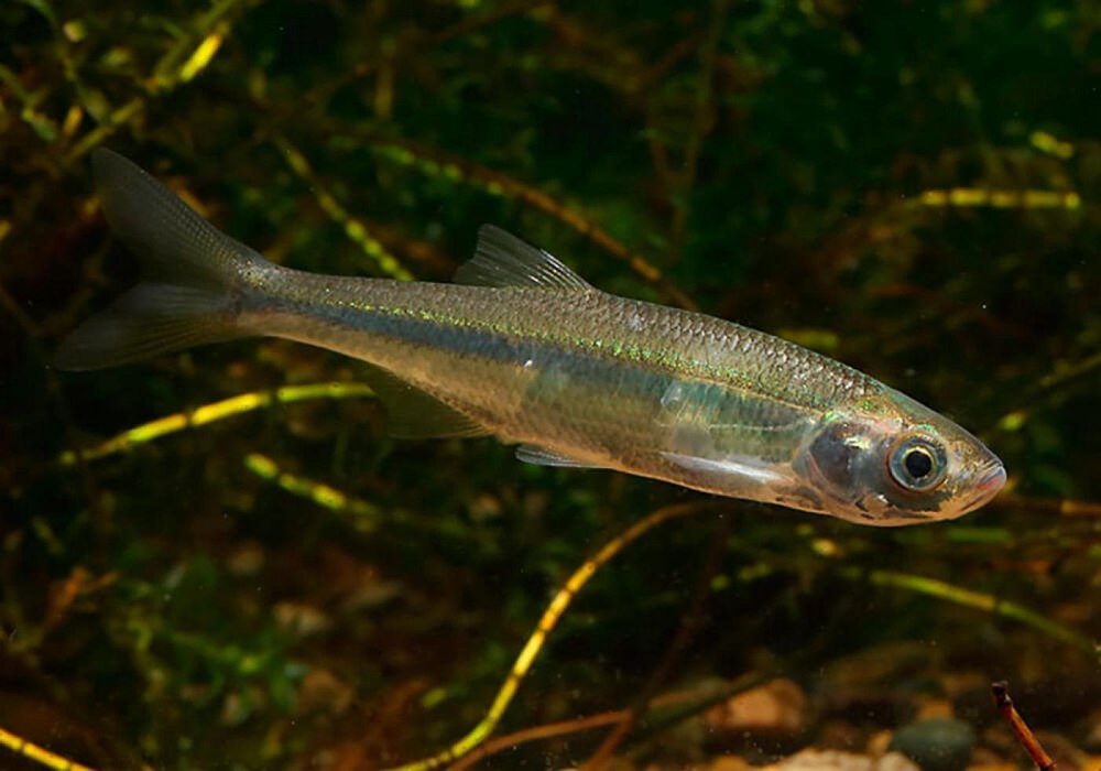 Верховка Leucaspius delineatus