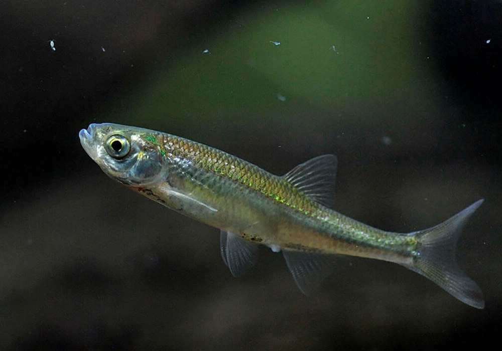 Верховка Leucaspius delineatus