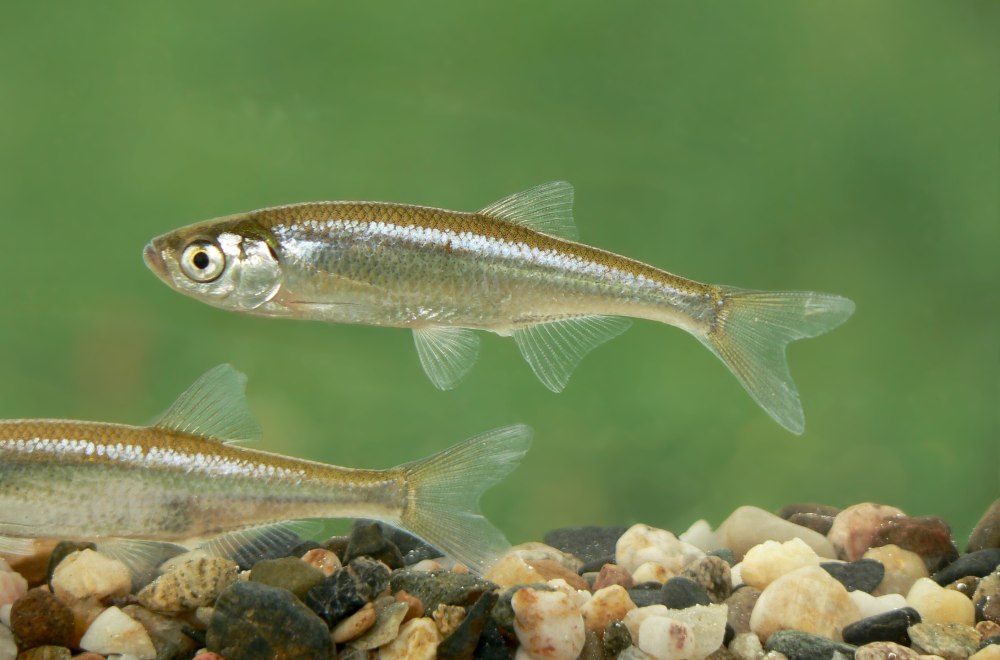 Верховка Leucaspius delineatus