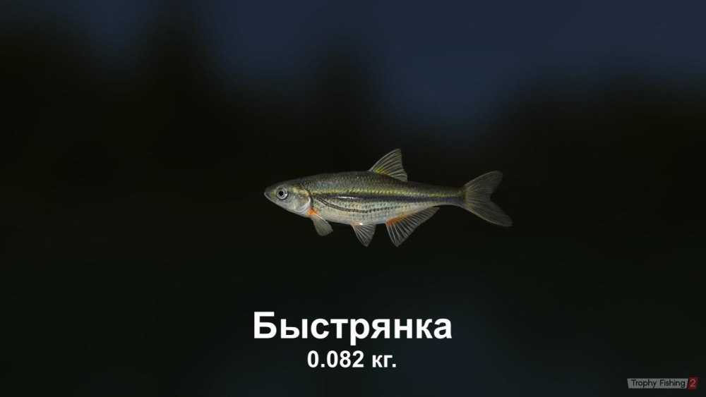 Быстрянка и уклейка