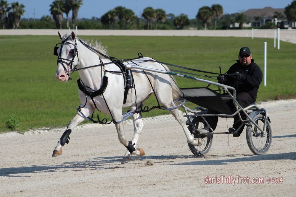 White Bliss Horse Pacer
