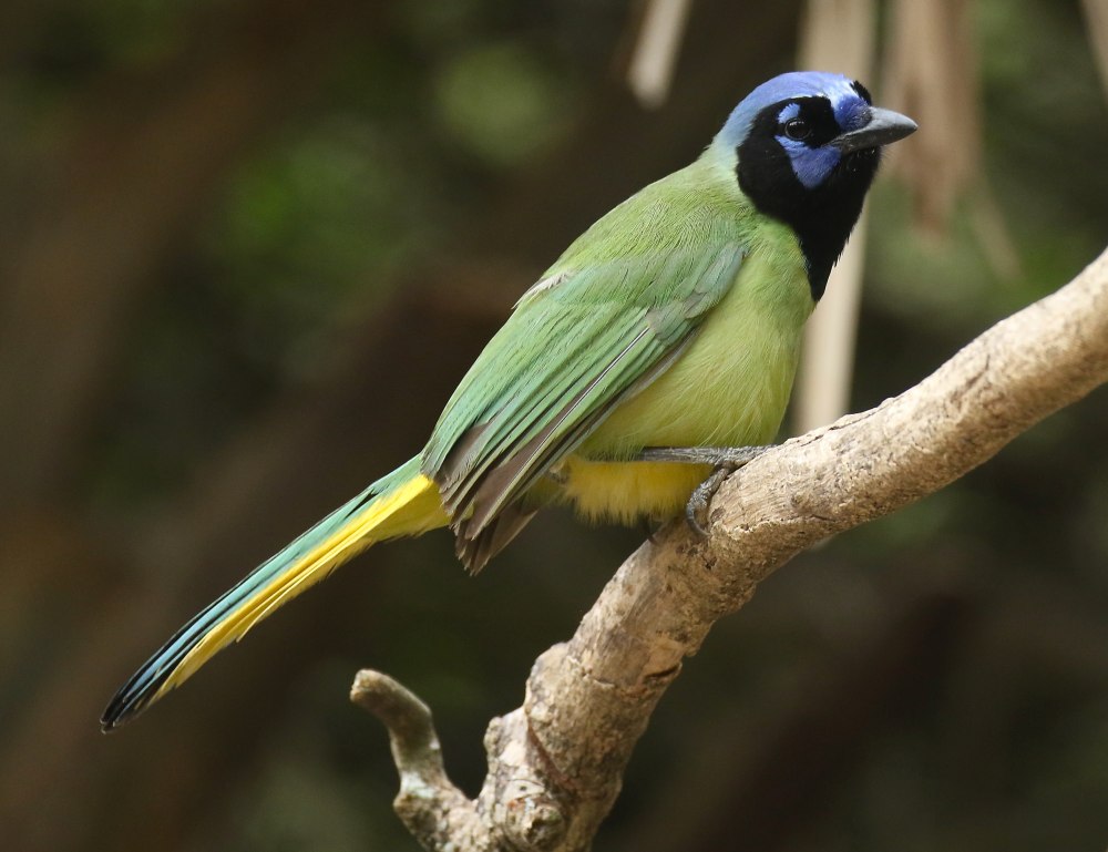 Green Jay