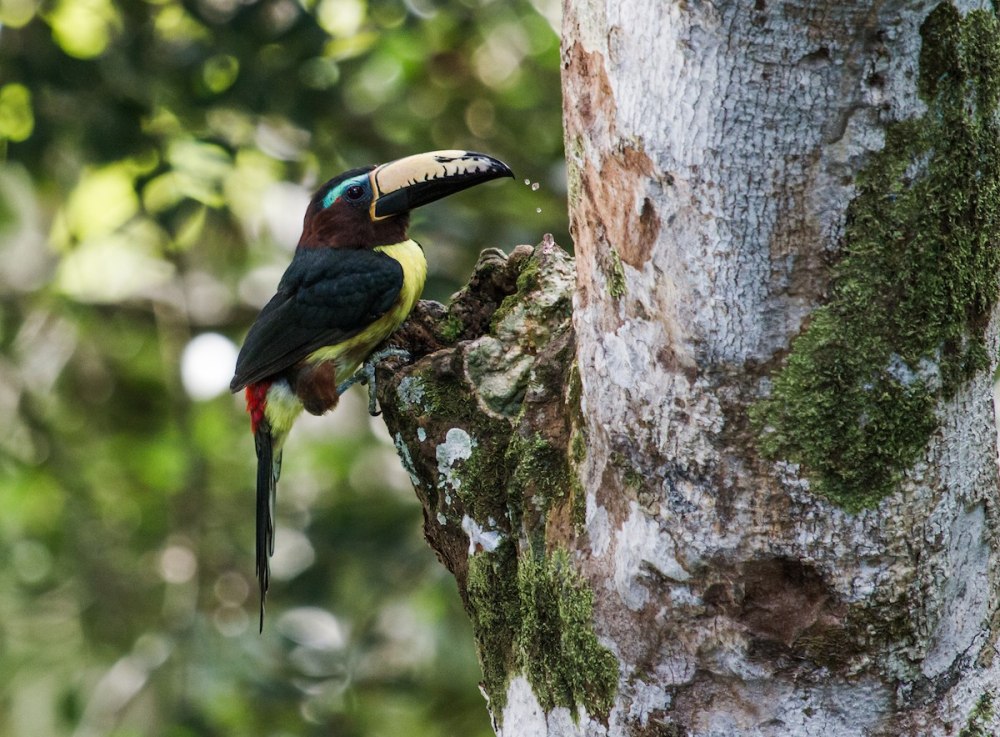 Pteroglossus Inscriptus, photo