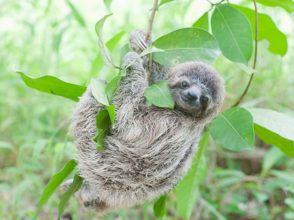 Bradypus torquatus – Ленивец ошейниковый