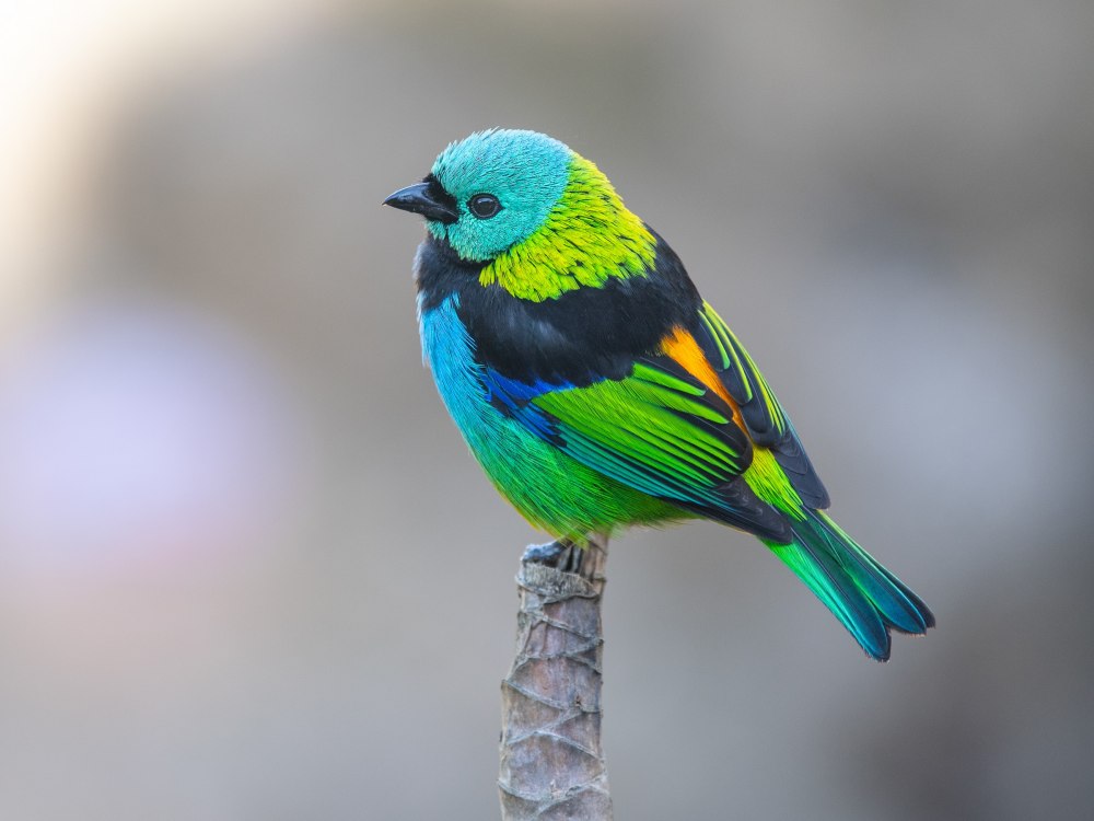 Green-headed Tanager