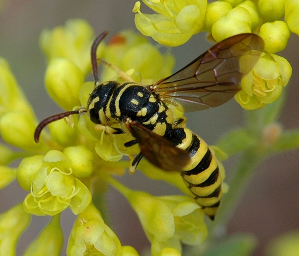 Sapyga quinquepunctata