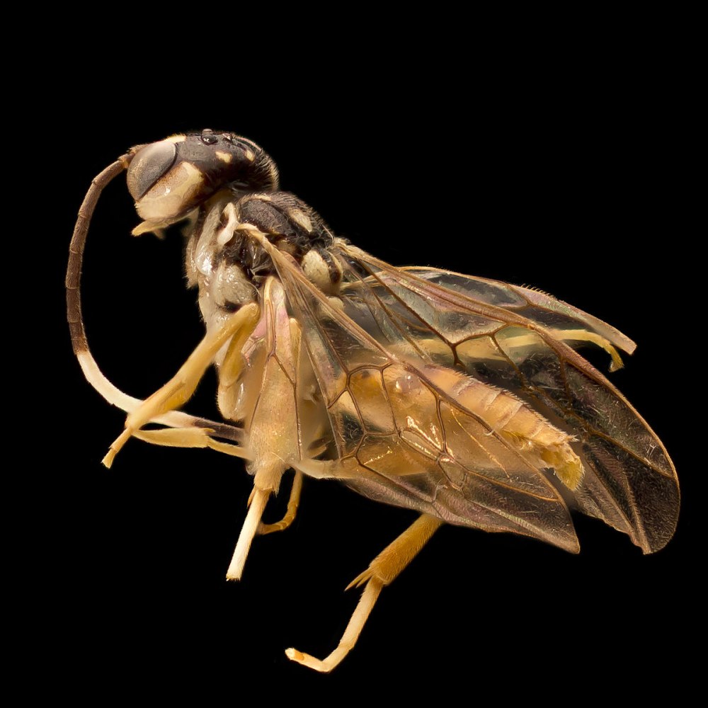 Оса Entomognathus Brevis со Слоником