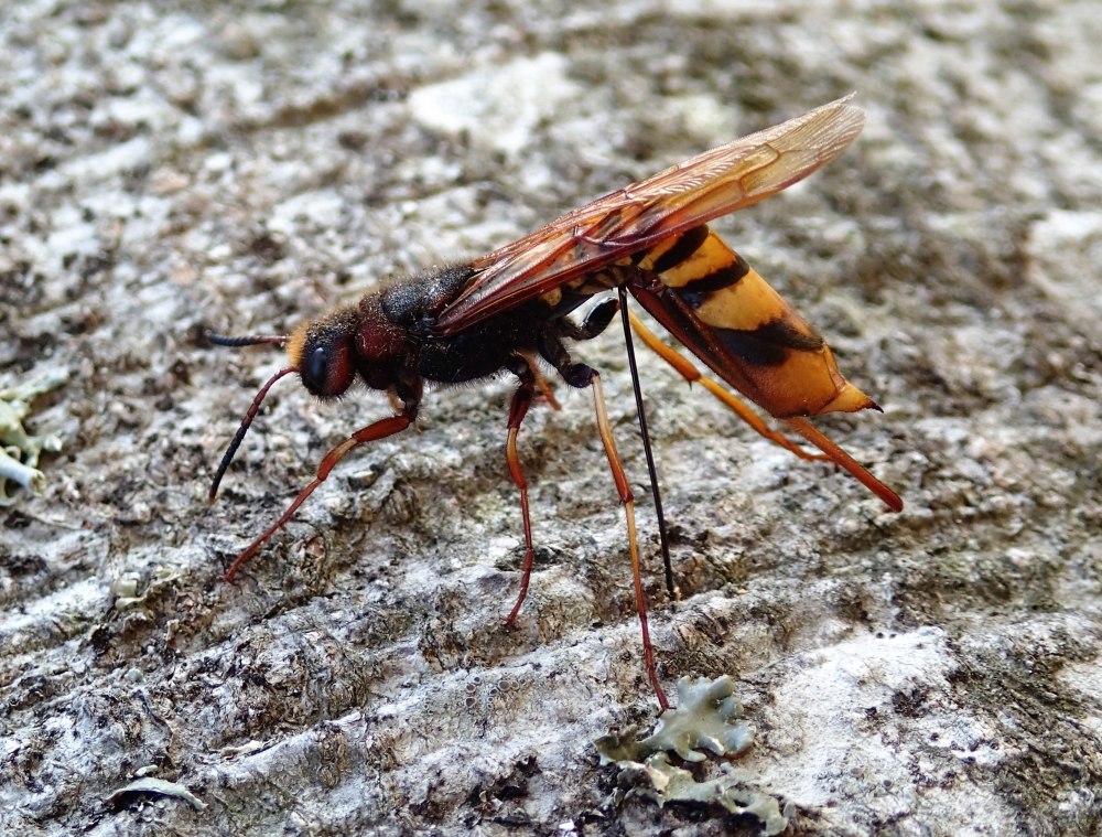 Берёзовый рогохвост - Tremex fuscicornis