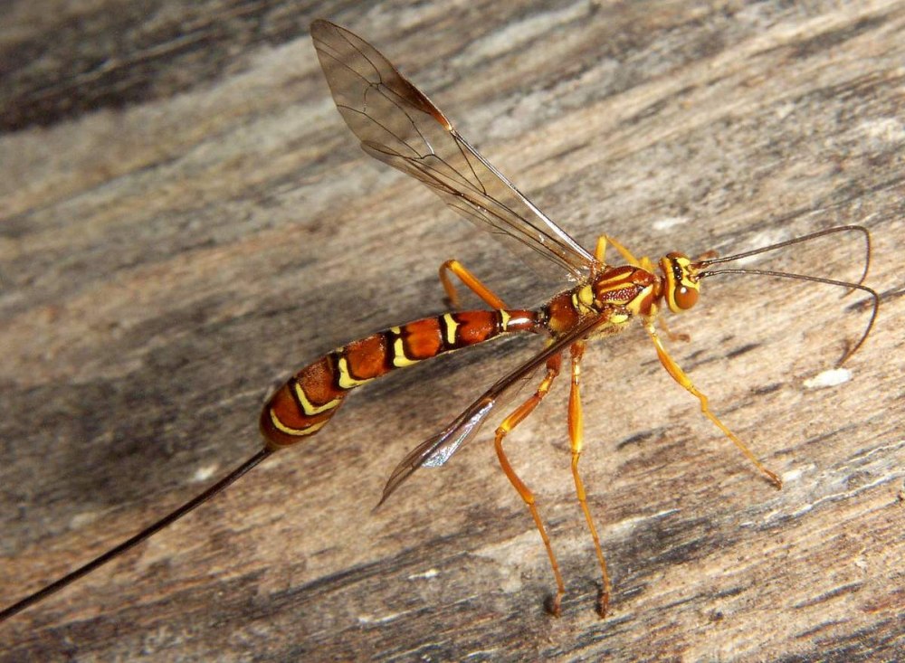 Megarhyssa macrurus