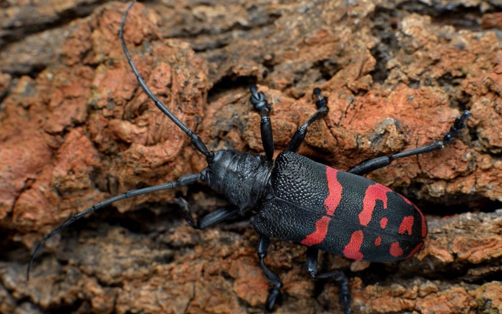 Жук Callidium violaceum