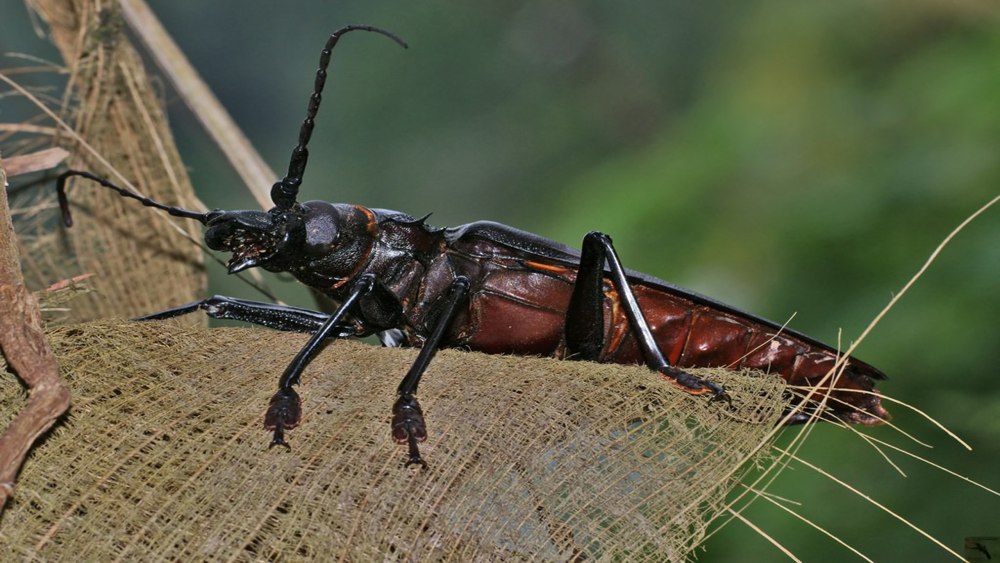 Дровосек-Титан Titanus giganteus