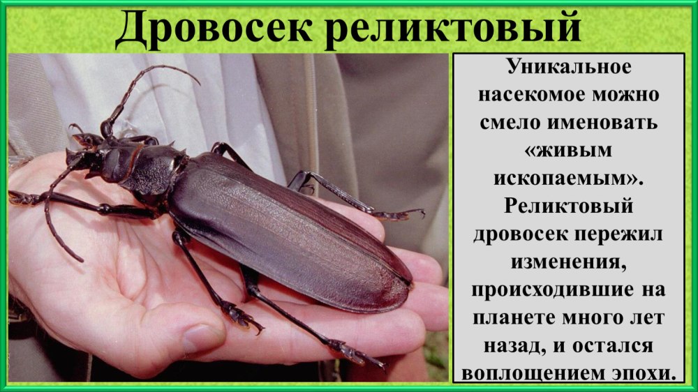 Жук усач дровосек Титан