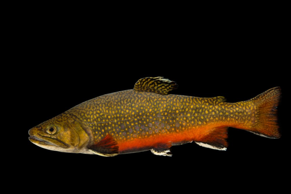 Salvelinus kronocius