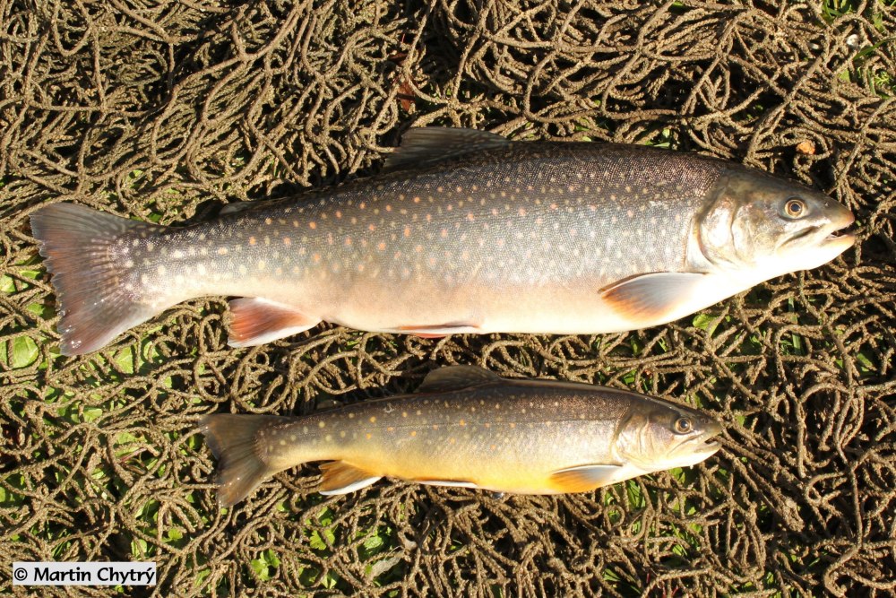 Salvelinus Alpinus erythrinus