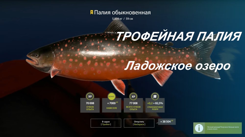 Палия рр4