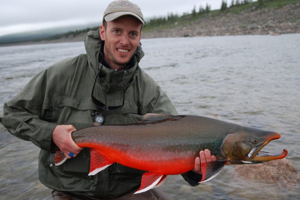 Арктический голец Salvelinus Alpinus