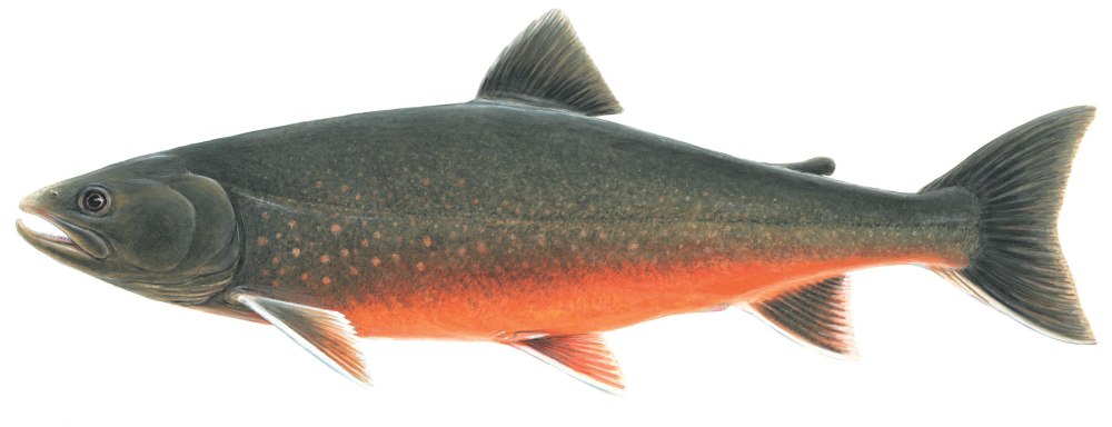 Salvelinus – гольцы