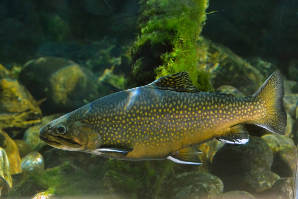 Salvelinus namaycush