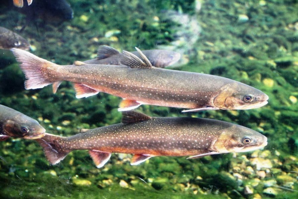 Арктический голец Salvelinus Alpinus