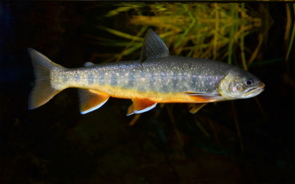 Salvelinus – гольцы