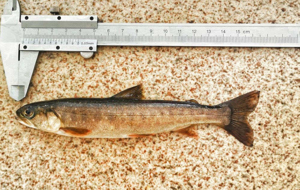 Salvelinus – гольцы
