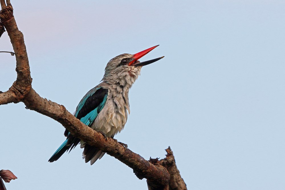 Halcyon senegalensis