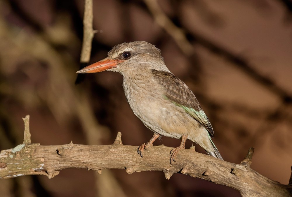 Halcyon albiventris