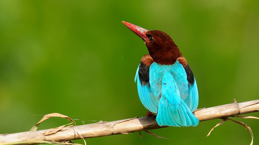 Halcyon smyrnensis