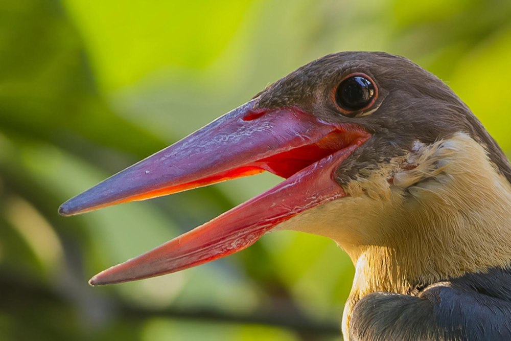 Stork-billed Kingfisher