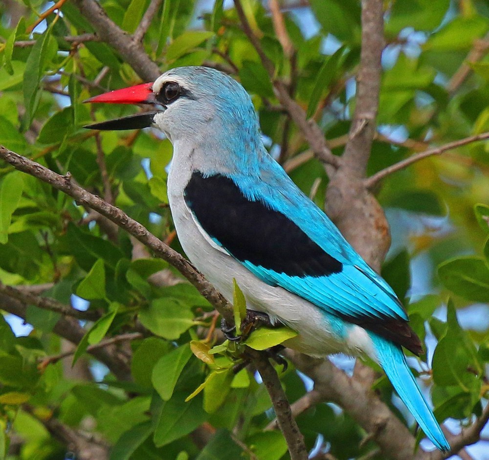 Halcyon senegalensis HD