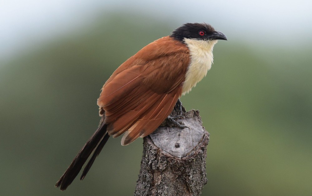 Icacina senegalensis