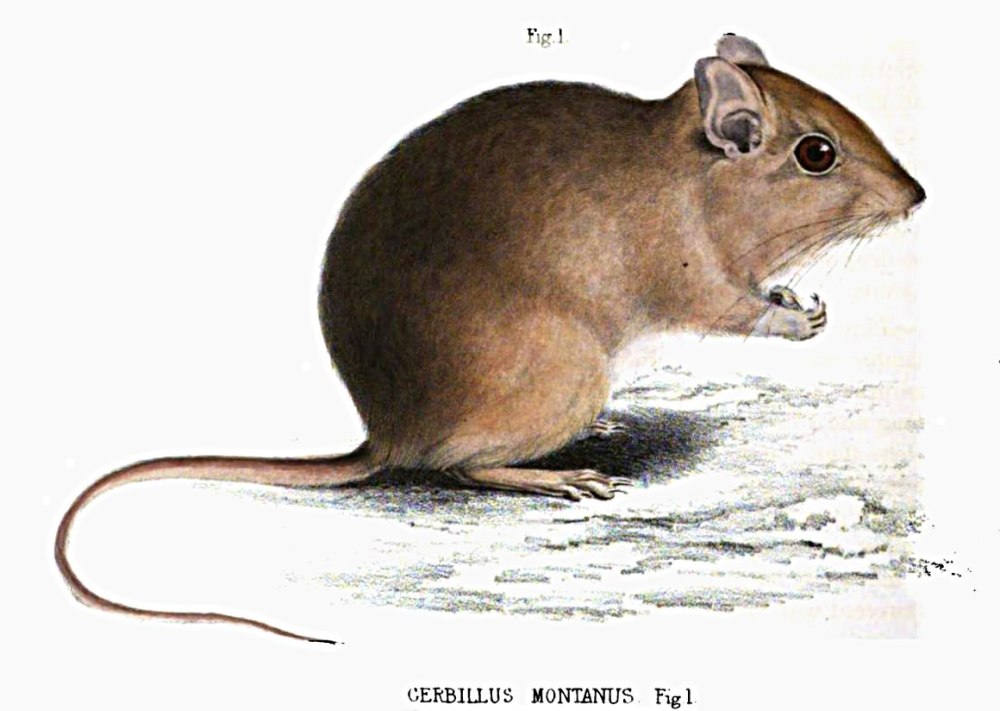 Paratomys brantsii фото и описание
