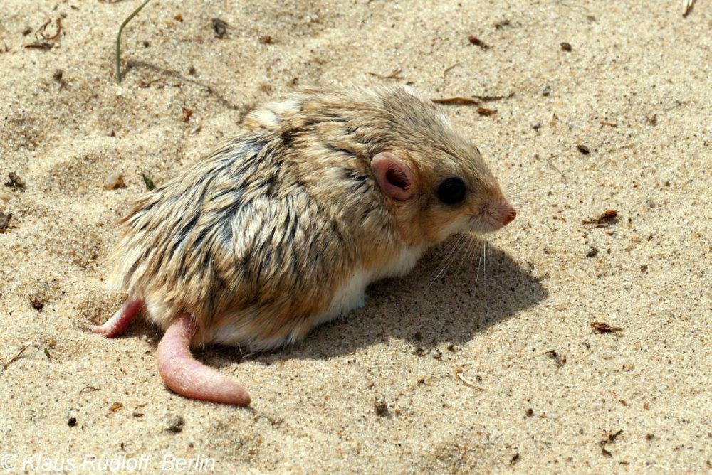 Pachyuromys duprasi