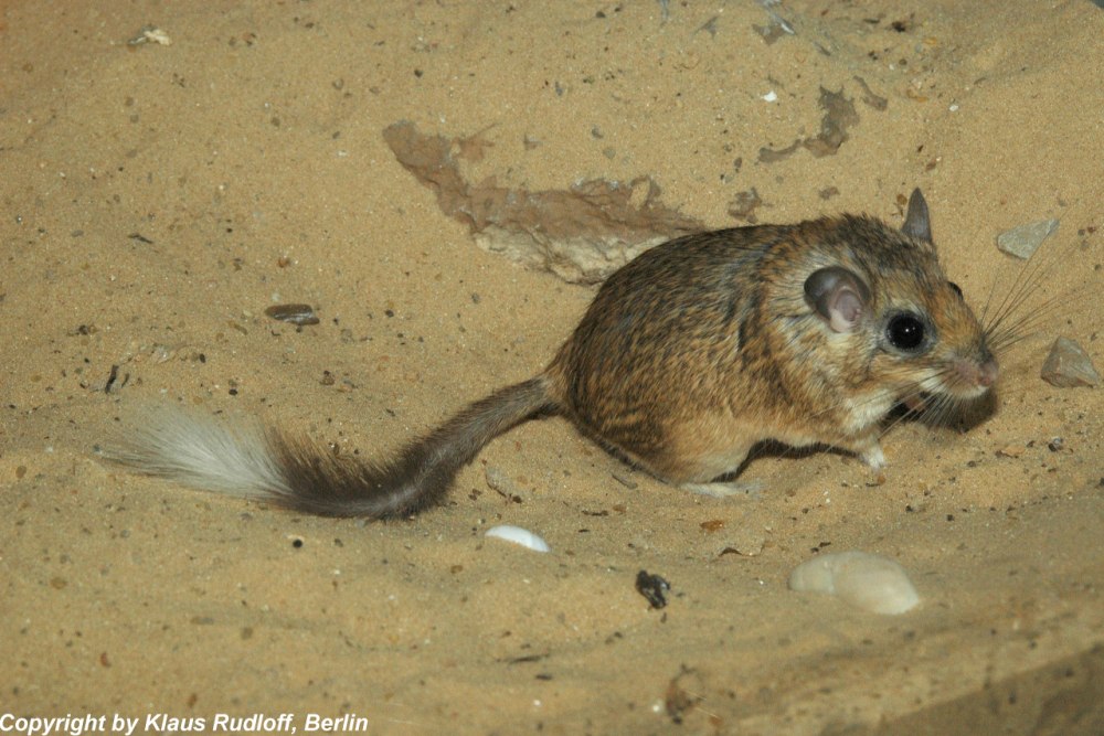 Sekeetamys calurus