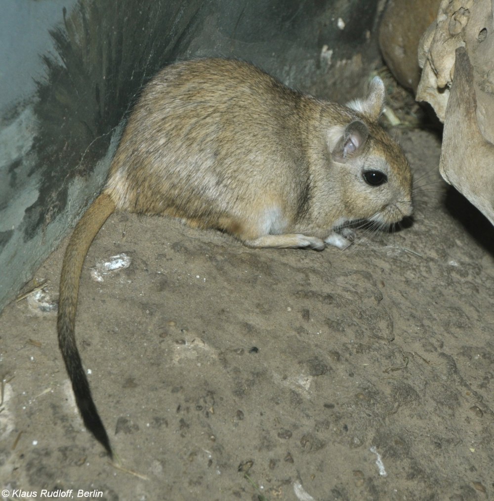 Краснохвостая Песчанка Meriones erythrourus