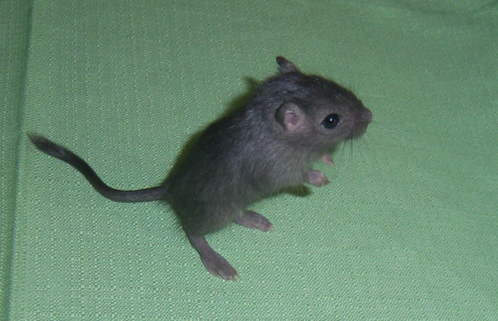 Песчанка лиловая