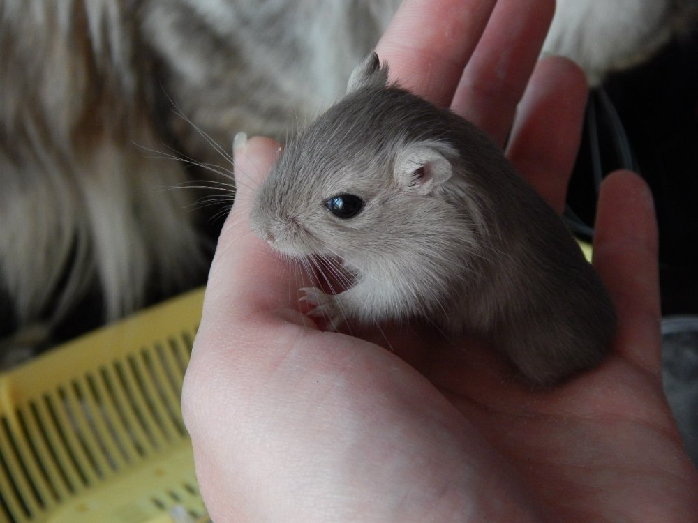 Песчанка детеныш